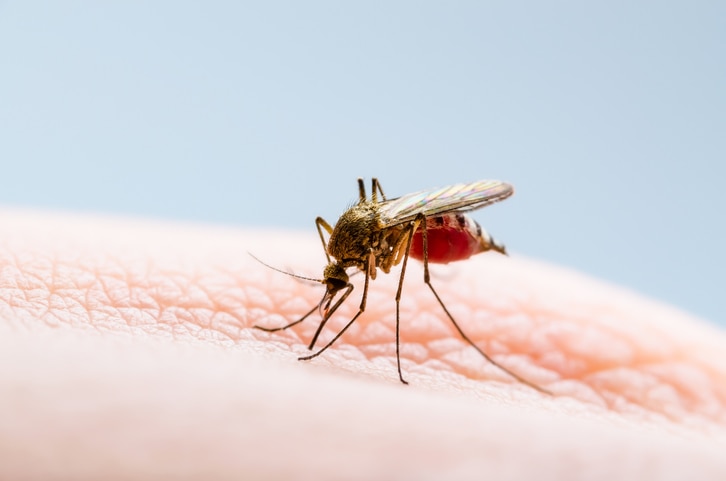 What causes dengue fever?