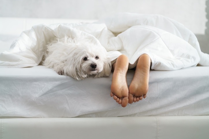 Black girl in bed in the morning with white dog. Tired young African American woman sleeping at home with her pet in messy bedroom, showing feet.