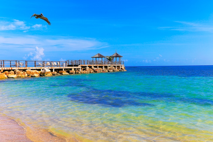 Pelican water bird flying over Beach, Montego Bay - Jamaica, Caribbean sea