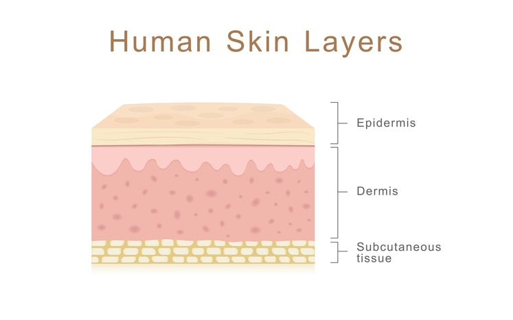 Human skin layers, healthcare and medical illustration about human skin