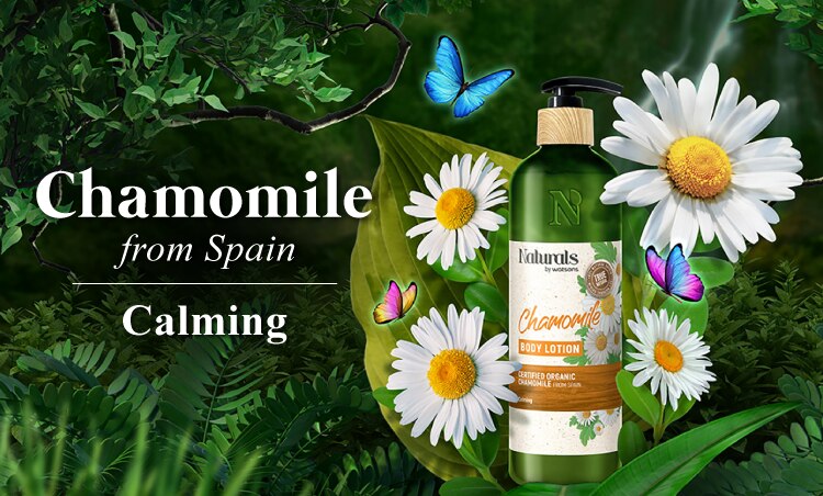 WBS2022221-Range-Banner-Chamomile.jpg